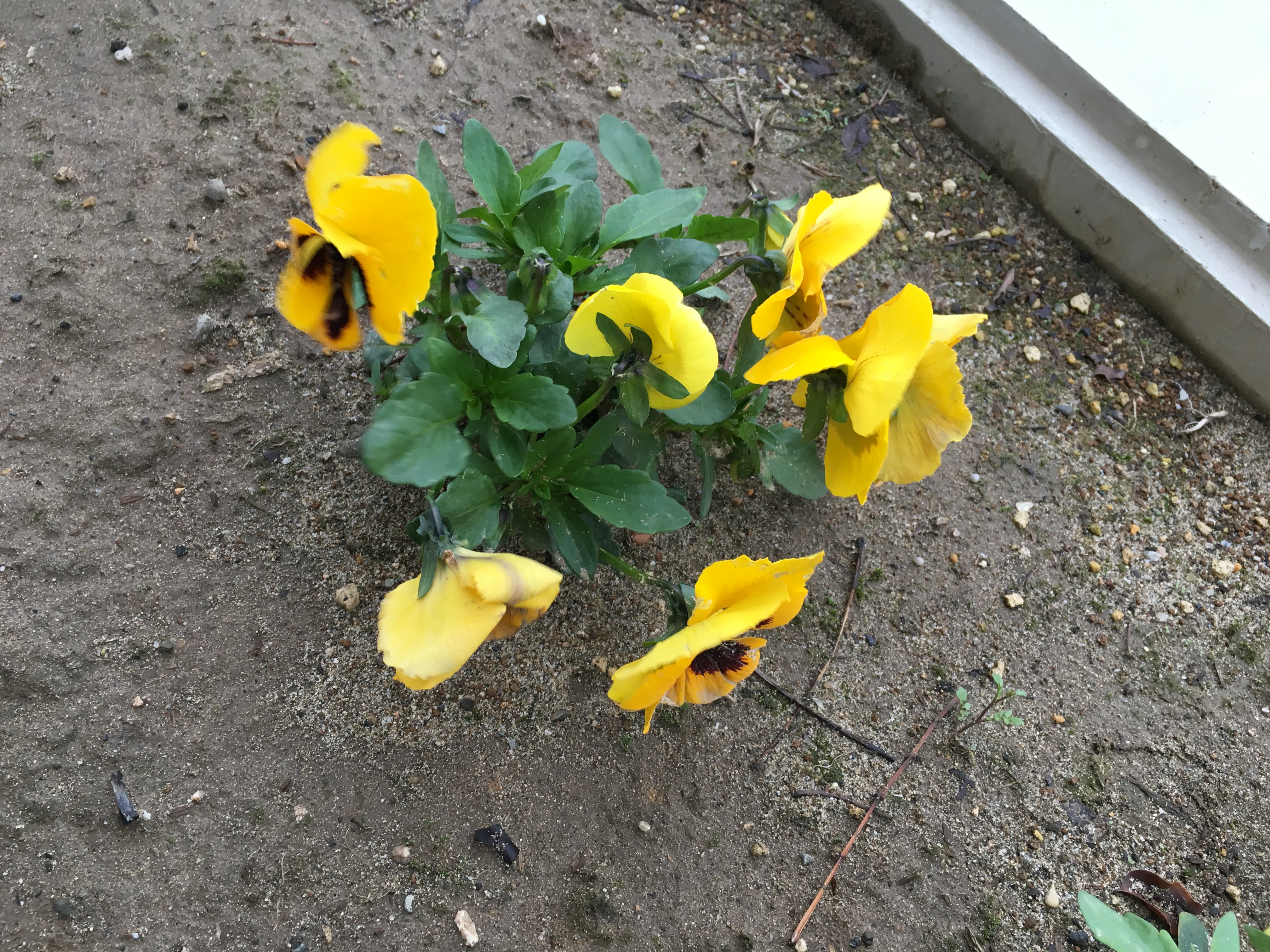 医院のパンジー｜坂井輪ライト歯科